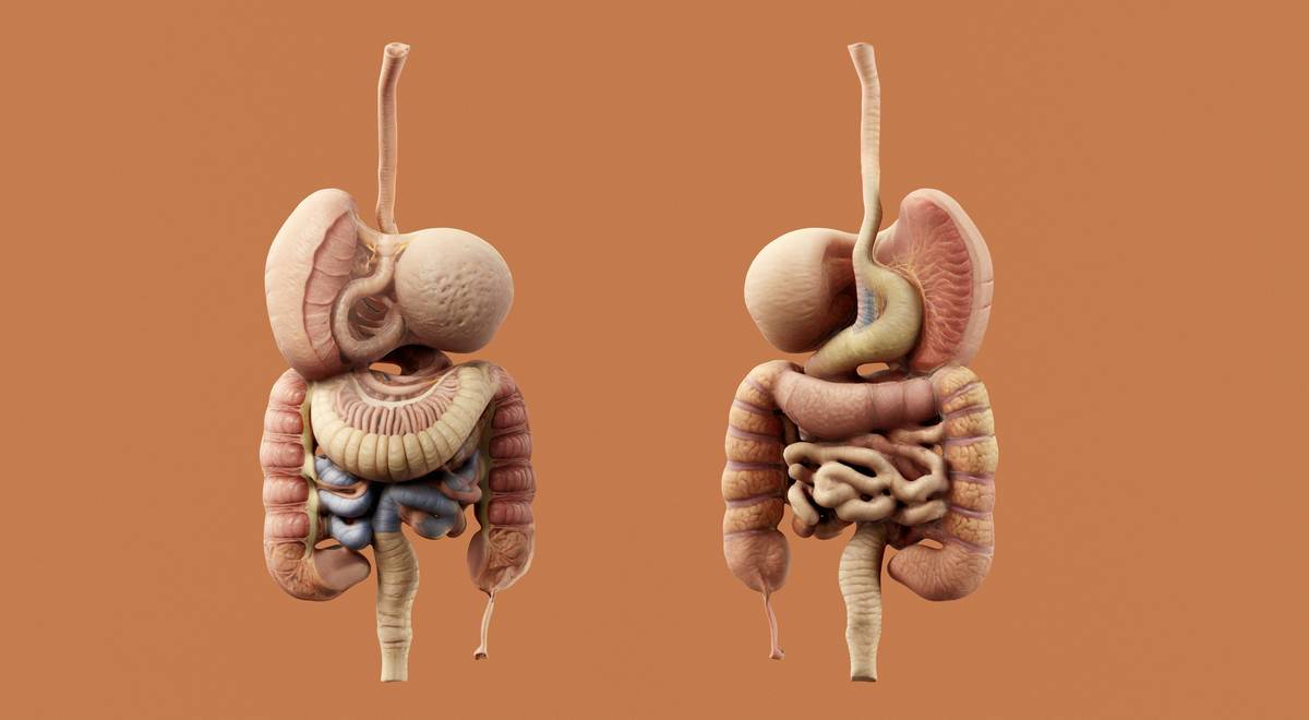 Infographic showing balanced vs. imbalanced gut microbiome with key symptoms and microbial diversity indicators